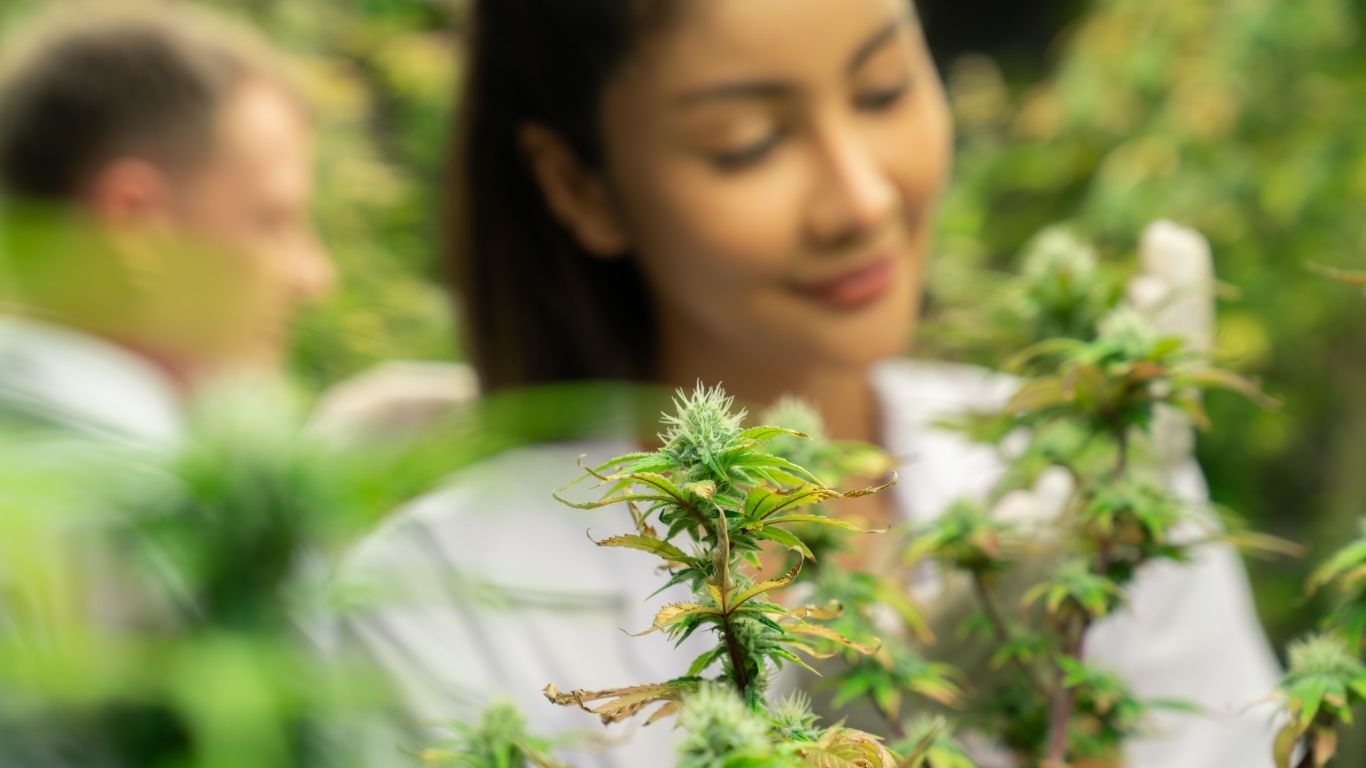 Is Weed Legal in West Virginia
